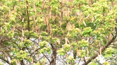 Albizia Lebbeck çiçekleri. Yaygın isimleri Shirisha ağacı, siris, Hint sirisi, Doğu Hindistan cevizi, Broome Raintree, lebbeck, lebbek ağacı, frywood, pire ağacı ve kadın dili..