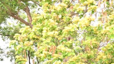 Albizia Lebbeck çiçekleri. Yaygın isimleri Shirisha ağacı, siris, Hint sirisi, Doğu Hindistan cevizi, Broome Raintree, lebbeck, lebbek ağacı, frywood, pire ağacı ve kadın dili..