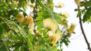 Albizia Lebbeck çiçekleri. Yaygın isimleri Shirisha ağacı, siris, Hint sirisi, Doğu Hindistan cevizi, Broome Raintree, lebbeck, lebbek ağacı, frywood, pire ağacı ve kadın dili..