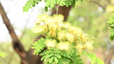 Albizia Lebbeck çiçekleri. Yaygın isimleri Shirisha ağacı, siris, Hint sirisi, Doğu Hindistan cevizi, Broome Raintree, lebbeck, lebbek ağacı, frywood, pire ağacı ve kadın dili..