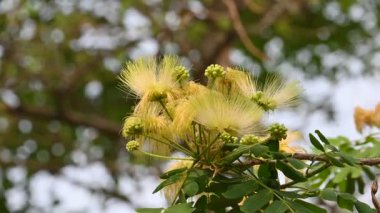 Albizia Lebbeck çiçekleri. Yaygın isimleri Shirisha ağacı, siris, Hint sirisi, Doğu Hindistan cevizi, Broome Raintree, lebbeck, lebbek ağacı, frywood, pire ağacı ve kadın dili..
