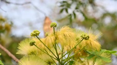 Albizia Lebbeck çiçekleri. Yaygın isimleri Shirisha ağacı, siris, Hint sirisi, Doğu Hindistan cevizi, Broome Raintree, lebbeck, lebbek ağacı, frywood, pire ağacı ve kadın dili..