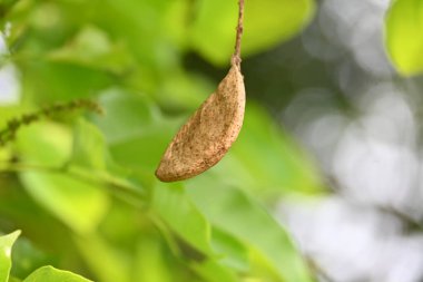 Millettia Pinnata tohumları ağaçta. Fabaceae familyasından bir ağaç türü. Diğer adı Pongamiapinnata, Hint biechandPongame Petrol Ağacı. Petrol tohumlarından çıkarılır. Ayurvedic tıp.