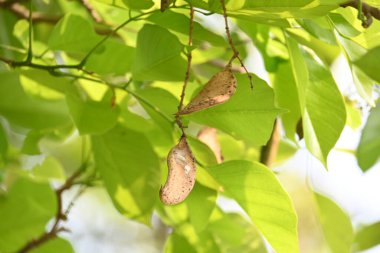 Millettia Pinnata tohumları ağaçta. Fabaceae familyasından bir ağaç türü. Diğer adı Pongamiapinnata, Hint biechandPongame Petrol Ağacı. Petrol tohumlarından çıkarılır. Ayurvedic tıp.