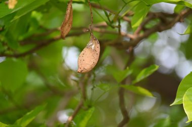 Millettia Pinnata tohumları ağaçta. Fabaceae familyasından bir ağaç türü. Diğer adı Pongamiapinnata, Hint biechandPongame Petrol Ağacı. Petrol tohumlarından çıkarılır. Ayurvedic tıp.