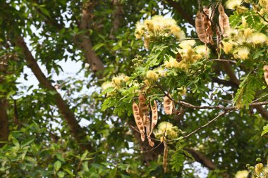 Albizia Lebbeck çiçekleri. Yaygın isimleri Shirisha ağacı, siris, Hint sirisi, Doğu Hindistan cevizi, Broome Raintree, lebbeck, lebbek ağacı, frywood, pire ağacı ve kadın dili..