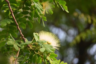 Albizia Lebbeck çiçekleri. Yaygın isimleri Shirisha ağacı, siris, Hint sirisi, Doğu Hindistan cevizi, Broome Raintree, lebbeck, lebbek ağacı, frywood, pire ağacı ve kadın dili..