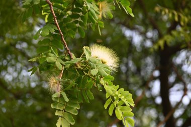 Albizia Lebbeck çiçekleri. Yaygın isimleri Shirisha ağacı, siris, Hint sirisi, Doğu Hindistan cevizi, Broome Raintree, lebbeck, lebbek ağacı, frywood, pire ağacı ve kadın dili..