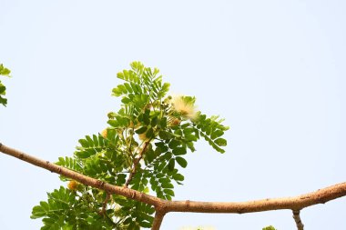 Albizia Lebbeck çiçekleri. Yaygın isimleri Shirisha ağacı, siris, Hint sirisi, Doğu Hindistan cevizi, Broome Raintree, lebbeck, lebbek ağacı, frywood, pire ağacı ve kadın dili..