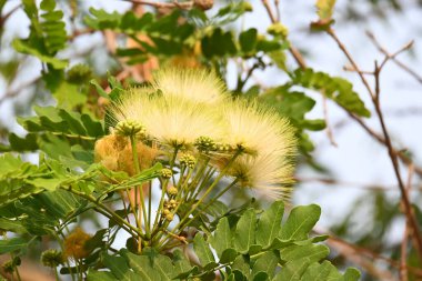Albizia Lebbeck çiçekleri. Yaygın isimleri Shirisha ağacı, siris, Hint sirisi, Doğu Hindistan cevizi, Broome Raintree, lebbeck, lebbek ağacı, frywood, pire ağacı ve kadın dili..
