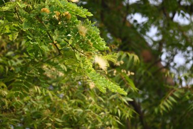 Albizia Lebbeck çiçekleri. Yaygın isimleri Shirisha ağacı, siris, Hint sirisi, Doğu Hindistan cevizi, Broome Raintree, lebbeck, lebbek ağacı, frywood, pire ağacı ve kadın dili..