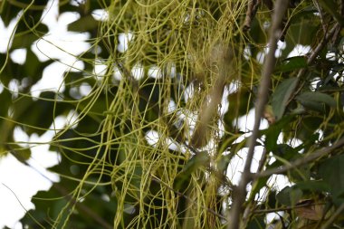 Cuscuta ya da Dodder bitkisi. Sarı, turuncu ya da kırmızı parazit bitkilerinin bir cinsidir. Yapraksız görünen ince gövdeleri ile tanımlanabilir, yaprakları da küçük ölçeklere indirgenmiştir. Amarbel.