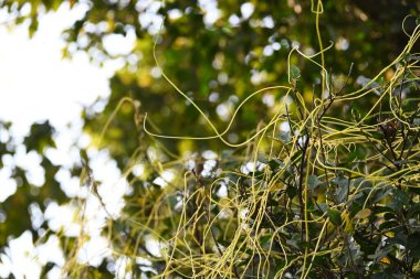 Cuscuta ya da Dodder bitkisi. Sarı, turuncu ya da kırmızı parazit bitkilerinin bir cinsidir. Yapraksız görünen ince gövdeleri ile tanımlanabilir, yaprakları da küçük ölçeklere indirgenmiştir. Amarbel.