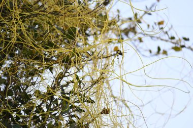 Cuscuta ya da Dodder bitkisi. Sarı, turuncu ya da kırmızı parazit bitkilerinin bir cinsidir. Yapraksız görünen ince gövdeleri ile tanımlanabilir, yaprakları da küçük ölçeklere indirgenmiştir. Amarbel.
