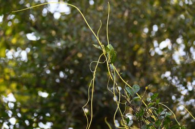 Cuscuta ya da Dodder bitkisi. Sarı, turuncu ya da kırmızı parazit bitkilerinin bir cinsidir. Yapraksız görünen ince gövdeleri ile tanımlanabilir, yaprakları da küçük ölçeklere indirgenmiştir. Amarbel.