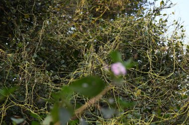 Cuscuta ya da Dodder bitkisi. Sarı, turuncu ya da kırmızı parazit bitkilerinin bir cinsidir. Yapraksız görünen ince gövdeleri ile tanımlanabilir, yaprakları da küçük ölçeklere indirgenmiştir. Amarbel.