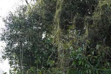 Cuscuta ya da Dodder bitkisi. Sarı, turuncu ya da kırmızı parazit bitkilerinin bir cinsidir. Yapraksız görünen ince gövdeleri ile tanımlanabilir, yaprakları da küçük ölçeklere indirgenmiştir. Amarbel.