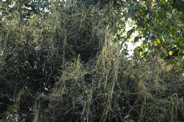 Cuscuta ya da Dodder bitkisi. Sarı, turuncu ya da kırmızı parazit bitkilerinin bir cinsidir. Yapraksız görünen ince gövdeleri ile tanımlanabilir, yaprakları da küçük ölçeklere indirgenmiştir. Amarbel.