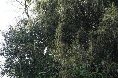 Cuscuta ya da Dodder bitkisi. Sarı, turuncu ya da kırmızı parazit bitkilerinin bir cinsidir. Yapraksız görünen ince gövdeleri ile tanımlanabilir, yaprakları da küçük ölçeklere indirgenmiştir. Amarbel.