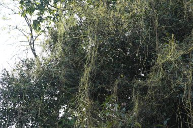 Cuscuta ya da Dodder bitkisi. Sarı, turuncu ya da kırmızı parazit bitkilerinin bir cinsidir. Yapraksız görünen ince gövdeleri ile tanımlanabilir, yaprakları da küçük ölçeklere indirgenmiştir. Amarbel.
