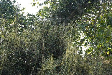 Cuscuta ya da Dodder bitkisi. Sarı, turuncu ya da kırmızı parazit bitkilerinin bir cinsidir. Yapraksız görünen ince gövdeleri ile tanımlanabilir, yaprakları da küçük ölçeklere indirgenmiştir. Amarbel.