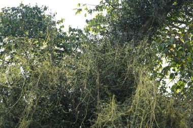 Cuscuta ya da Dodder bitkisi. Sarı, turuncu ya da kırmızı parazit bitkilerinin bir cinsidir. Yapraksız görünen ince gövdeleri ile tanımlanabilir, yaprakları da küçük ölçeklere indirgenmiştir. Amarbel.