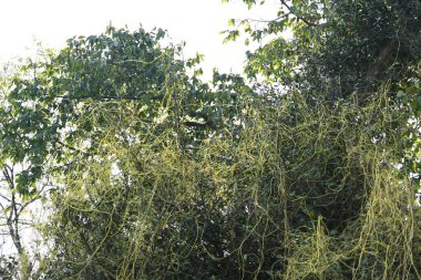 Cuscuta ya da Dodder bitkisi. Sarı, turuncu ya da kırmızı parazit bitkilerinin bir cinsidir. Yapraksız görünen ince gövdeleri ile tanımlanabilir, yaprakları da küçük ölçeklere indirgenmiştir. Amarbel.
