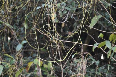 Cuscuta ya da Dodder bitkisi. Sarı, turuncu ya da kırmızı parazit bitkilerinin bir cinsidir. Yapraksız görünen ince gövdeleri ile tanımlanabilir, yaprakları da küçük ölçeklere indirgenmiştir. Amarbel.
