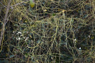 Cuscuta ya da Dodder bitkisi. Sarı, turuncu ya da kırmızı parazit bitkilerinin bir cinsidir. Yapraksız görünen ince gövdeleri ile tanımlanabilir, yaprakları da küçük ölçeklere indirgenmiştir. Amarbel.