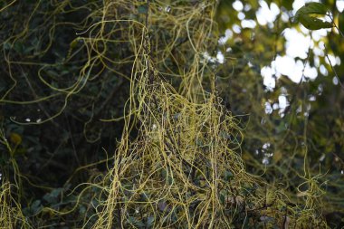 Cuscuta ya da Dodder bitkisi. Sarı, turuncu ya da kırmızı parazit bitkilerinin bir cinsidir. Yapraksız görünen ince gövdeleri ile tanımlanabilir, yaprakları da küçük ölçeklere indirgenmiştir. Amarbel.