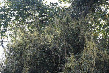 Cuscuta ya da Dodder bitkisi. Sarı, turuncu ya da kırmızı parazit bitkilerinin bir cinsidir. Yapraksız görünen ince gövdeleri ile tanımlanabilir, yaprakları da küçük ölçeklere indirgenmiştir. Amarbel.