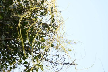 Cuscuta ya da Dodder bitkisi. Sarı, turuncu ya da kırmızı parazit bitkilerinin bir cinsidir. Yapraksız görünen ince gövdeleri ile tanımlanabilir, yaprakları da küçük ölçeklere indirgenmiştir. Amarbel.