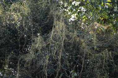 Cuscuta ya da Dodder bitkisi. Sarı, turuncu ya da kırmızı parazit bitkilerinin bir cinsidir. Yapraksız görünen ince gövdeleri ile tanımlanabilir, yaprakları da küçük ölçeklere indirgenmiştir. Amarbel.