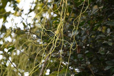 Cuscuta ya da Dodder bitkisi. Sarı, turuncu ya da kırmızı parazit bitkilerinin bir cinsidir. Yapraksız görünen ince gövdeleri ile tanımlanabilir, yaprakları da küçük ölçeklere indirgenmiştir. Amarbel.