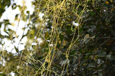 Cuscuta ya da Dodder bitkisi. Sarı, turuncu ya da kırmızı parazit bitkilerinin bir cinsidir. Yapraksız görünen ince gövdeleri ile tanımlanabilir, yaprakları da küçük ölçeklere indirgenmiştir. Amarbel.