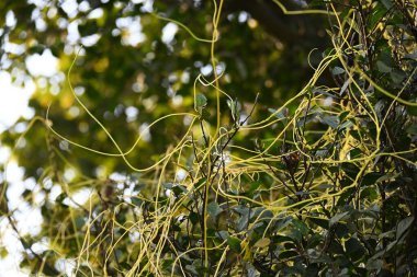 Cuscuta ya da Dodder bitkisi. Sarı, turuncu ya da kırmızı parazit bitkilerinin bir cinsidir. Yapraksız görünen ince gövdeleri ile tanımlanabilir, yaprakları da küçük ölçeklere indirgenmiştir. Amarbel.