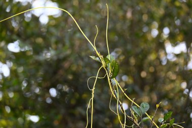 Cuscuta ya da Dodder bitkisi. Sarı, turuncu ya da kırmızı parazit bitkilerinin bir cinsidir. Yapraksız görünen ince gövdeleri ile tanımlanabilir, yaprakları da küçük ölçeklere indirgenmiştir. Amarbel.