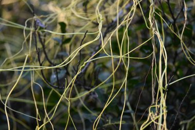 Cuscuta ya da Dodder bitkisi. Sarı, turuncu ya da kırmızı parazit bitkilerinin bir cinsidir. Yapraksız görünen ince gövdeleri ile tanımlanabilir, yaprakları da küçük ölçeklere indirgenmiştir. Amarbel.