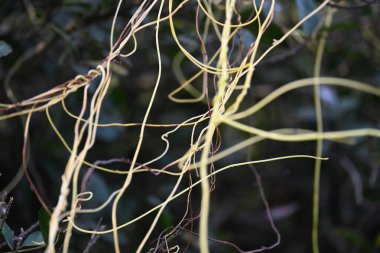 Cuscuta ya da Dodder bitkisi. Sarı, turuncu ya da kırmızı parazit bitkilerinin bir cinsidir. Yapraksız görünen ince gövdeleri ile tanımlanabilir, yaprakları da küçük ölçeklere indirgenmiştir. Amarbel.
