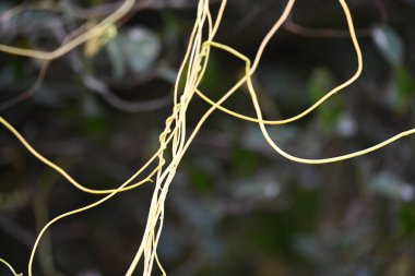 Cuscuta ya da Dodder bitkisi. Sarı, turuncu ya da kırmızı parazit bitkilerinin bir cinsidir. Yapraksız görünen ince gövdeleri ile tanımlanabilir, yaprakları da küçük ölçeklere indirgenmiştir. Amarbel.