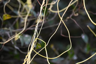 Cuscuta ya da Dodder bitkisi. Sarı, turuncu ya da kırmızı parazit bitkilerinin bir cinsidir. Yapraksız görünen ince gövdeleri ile tanımlanabilir, yaprakları da küçük ölçeklere indirgenmiştir. Amarbel.