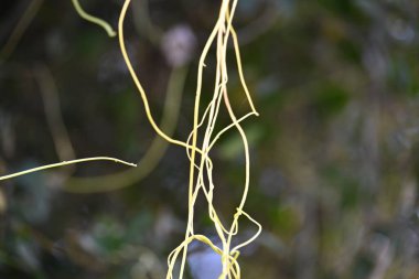 Cuscuta ya da Dodder bitkisi. Sarı, turuncu ya da kırmızı parazit bitkilerinin bir cinsidir. Yapraksız görünen ince gövdeleri ile tanımlanabilir, yaprakları da küçük ölçeklere indirgenmiştir. Amarbel.