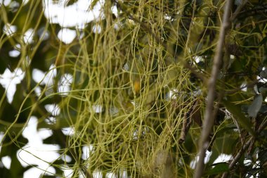 Cuscuta ya da Dodder bitkisi. Sarı, turuncu ya da kırmızı parazit bitkilerinin bir cinsidir. Yapraksız görünen ince gövdeleri ile tanımlanabilir, yaprakları da küçük ölçeklere indirgenmiştir. Amarbel.