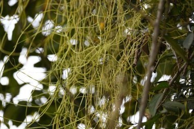 Cuscuta ya da Dodder bitkisi. Sarı, turuncu ya da kırmızı parazit bitkilerinin bir cinsidir. Yapraksız görünen ince gövdeleri ile tanımlanabilir, yaprakları da küçük ölçeklere indirgenmiştir. Amarbel.