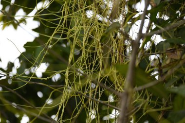 Cuscuta ya da Dodder bitkisi. Sarı, turuncu ya da kırmızı parazit bitkilerinin bir cinsidir. Yapraksız görünen ince gövdeleri ile tanımlanabilir, yaprakları da küçük ölçeklere indirgenmiştir. Amarbel.