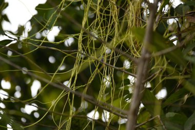 Cuscuta ya da Dodder bitkisi. Sarı, turuncu ya da kırmızı parazit bitkilerinin bir cinsidir. Yapraksız görünen ince gövdeleri ile tanımlanabilir, yaprakları da küçük ölçeklere indirgenmiştir. Amarbel.