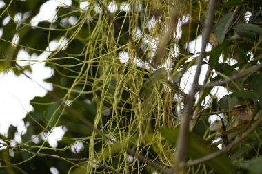 Cuscuta ya da Dodder bitkisi. Sarı, turuncu ya da kırmızı parazit bitkilerinin bir cinsidir. Yapraksız görünen ince gövdeleri ile tanımlanabilir, yaprakları da küçük ölçeklere indirgenmiştir. Amarbel.