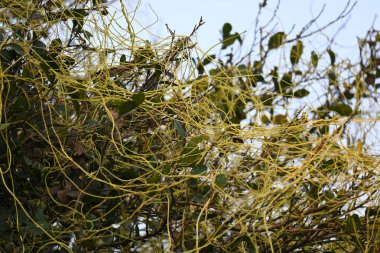 Cuscuta ya da Dodder bitkisi. Sarı, turuncu ya da kırmızı parazit bitkilerinin bir cinsidir. Yapraksız görünen ince gövdeleri ile tanımlanabilir, yaprakları da küçük ölçeklere indirgenmiştir. Amarbel.