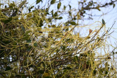 Cuscuta ya da Dodder bitkisi. Sarı, turuncu ya da kırmızı parazit bitkilerinin bir cinsidir. Yapraksız görünen ince gövdeleri ile tanımlanabilir, yaprakları da küçük ölçeklere indirgenmiştir. Amarbel.
