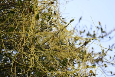 Cuscuta ya da Dodder bitkisi. Sarı, turuncu ya da kırmızı parazit bitkilerinin bir cinsidir. Yapraksız görünen ince gövdeleri ile tanımlanabilir, yaprakları da küçük ölçeklere indirgenmiştir. Amarbel.